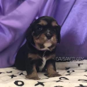 Meet your Posher, Tonia